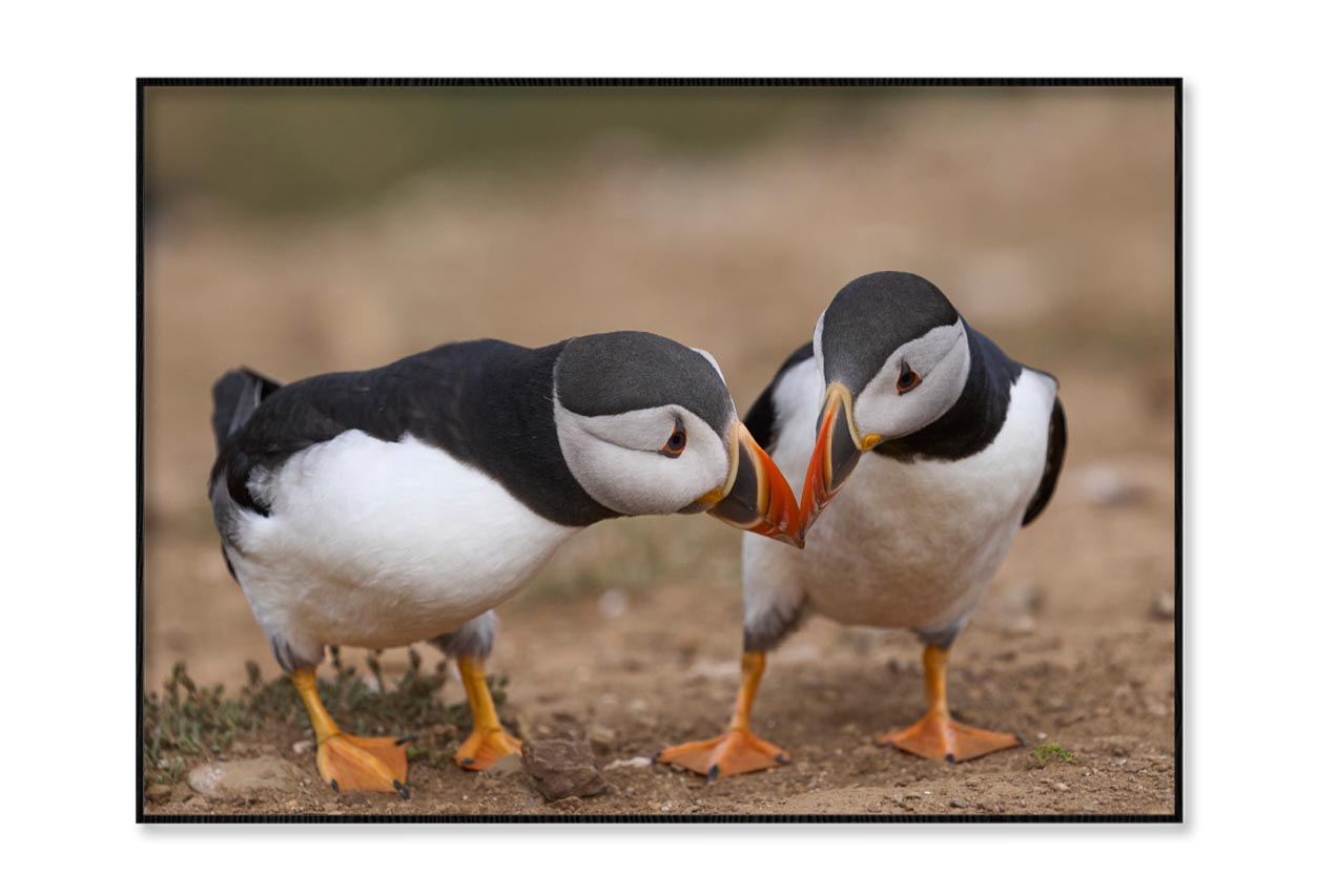 Atlantic Puffin Cliffs of Skomer Island Home Decor Premium Quality Poster Print Choose Your Sizes