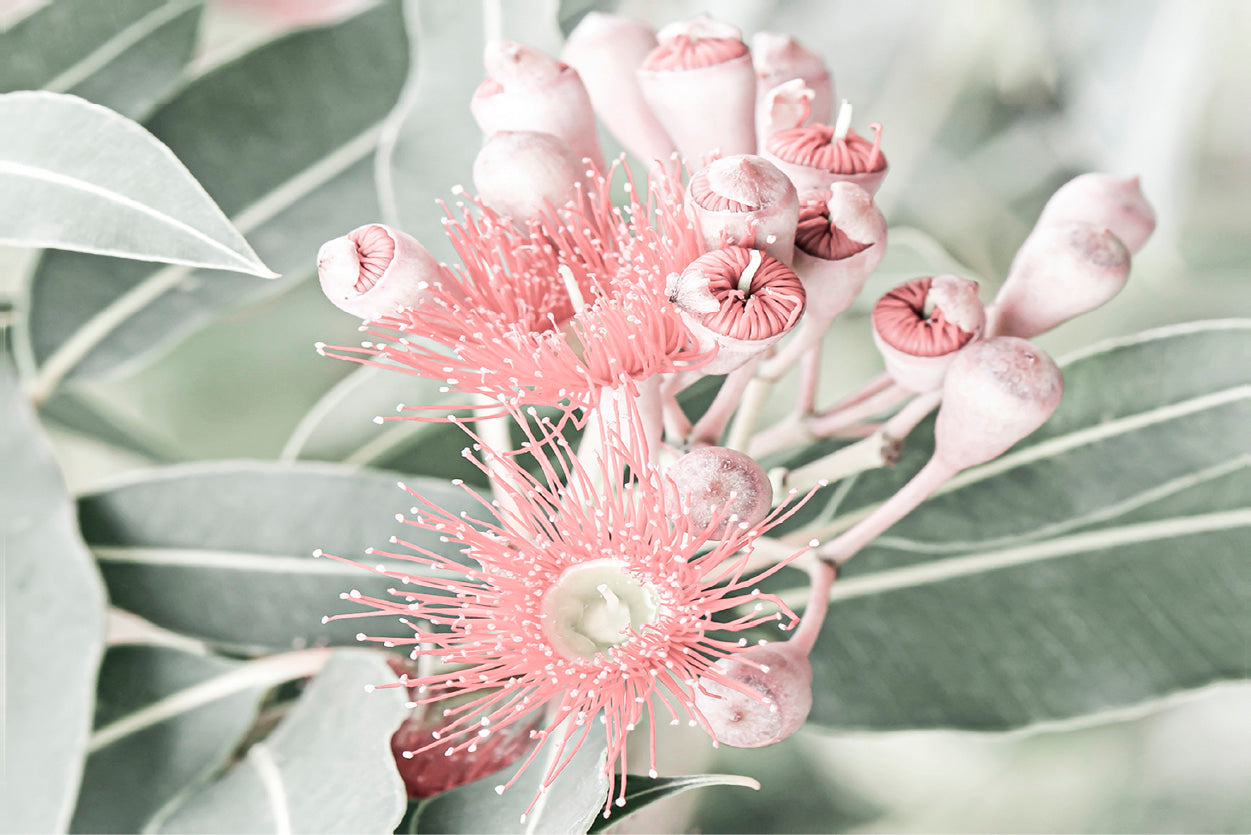 Gum Flowers & Leaves Faded Photograph Glass Framed Wall Art, Ready to Hang Quality Print