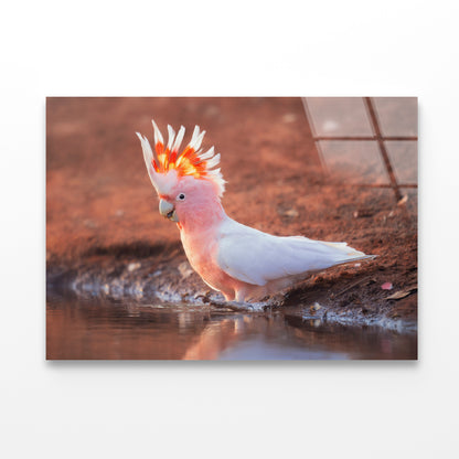 Orange Cockatoo Bird Near Water Acrylic Glass Print Tempered Glass Wall Art 100% Made in Australia Ready to Hang