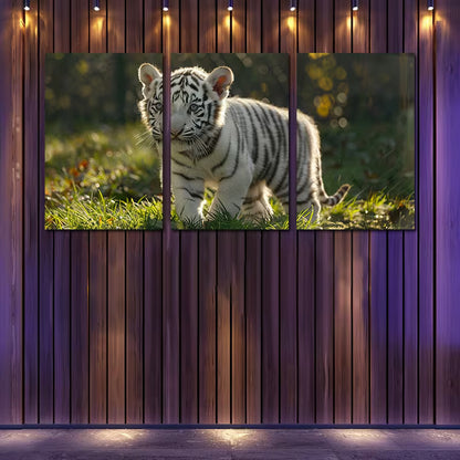 3pcs Cute White Tiger Cub Wall Art Set Canvas Framed 50x70cm - High Quality Print 100% Australian Made Wall Canvas Ready to Hang