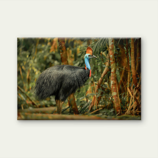 Southern Cassowary Wall Art Decor 100% Australian Made