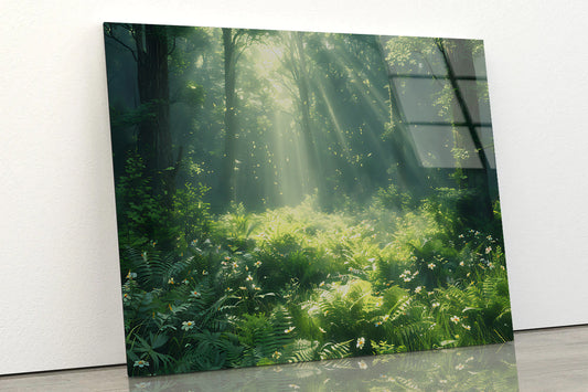 Morning in the Forest Acrylic Glass Print Tempered Glass Wall Art 100% Made in Australia Ready to Hang