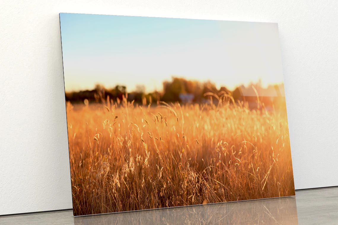 Foxtail Grass Field in the Morning Sun Acrylic Glass Print Tempered Glass Wall Art 100% Made in Australia Ready to Hang