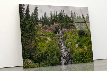 Bunch Of Green Pine Tree on Rocks Acrylic Glass Print Tempered Glass Wall Art 100% Made in Australia Ready to Hang