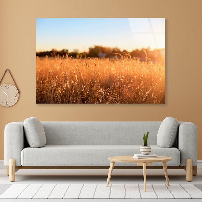 Foxtail Grass Field in the Morning Sun Acrylic Glass Print Tempered Glass Wall Art 100% Made in Australia Ready to Hang