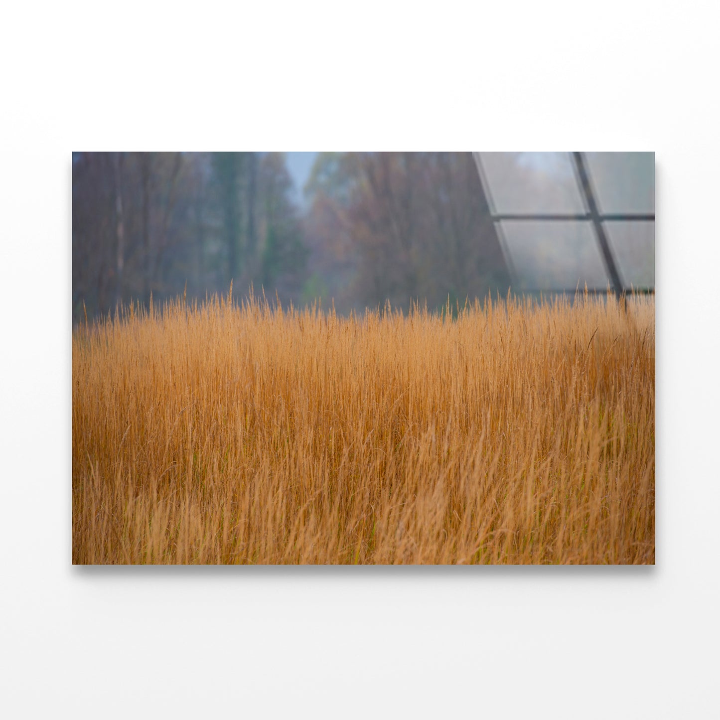 Dry Grass in the Forest in Cloudy Weather Background Acrylic Glass Print Tempered Glass Wall Art 100% Made in Australia Ready to Hang