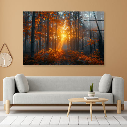 Autumn Forest in the Morning Acrylic Glass Print Tempered Glass Wall Art 100% Made in Australia Ready to Hang