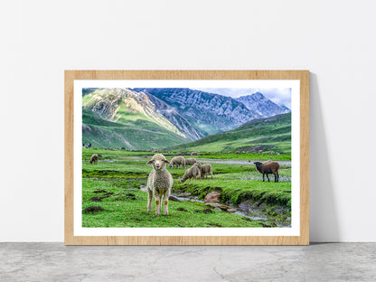 Sheep In Beautiful Mountain Glass Framed Wall Art, Ready to Hang Quality Print With White Border Oak