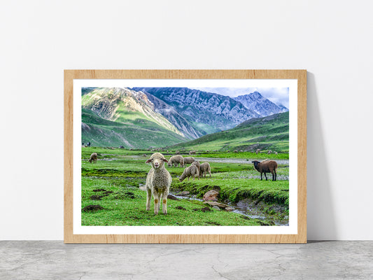 Sheep In Beautiful Mountain Glass Framed Wall Art, Ready to Hang Quality Print With White Border Oak