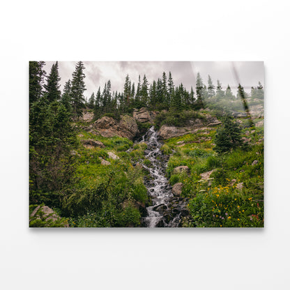 Bunch Of Green Pine Tree on Rocks Acrylic Glass Print Tempered Glass Wall Art 100% Made in Australia Ready to Hang