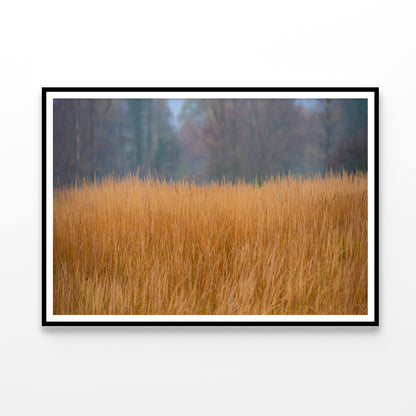 Dry Grass in the Forest in Cloudy Weather Background Home Decor Premium Quality Poster Print Choose Your Sizes