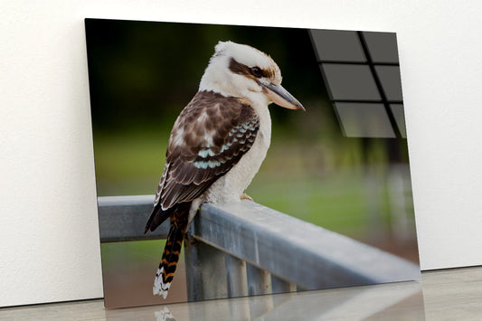 Laughing Kookaburra on Railings Acrylic Glass Print Tempered Glass Wall Art 100% Made in Australia Ready to Hang