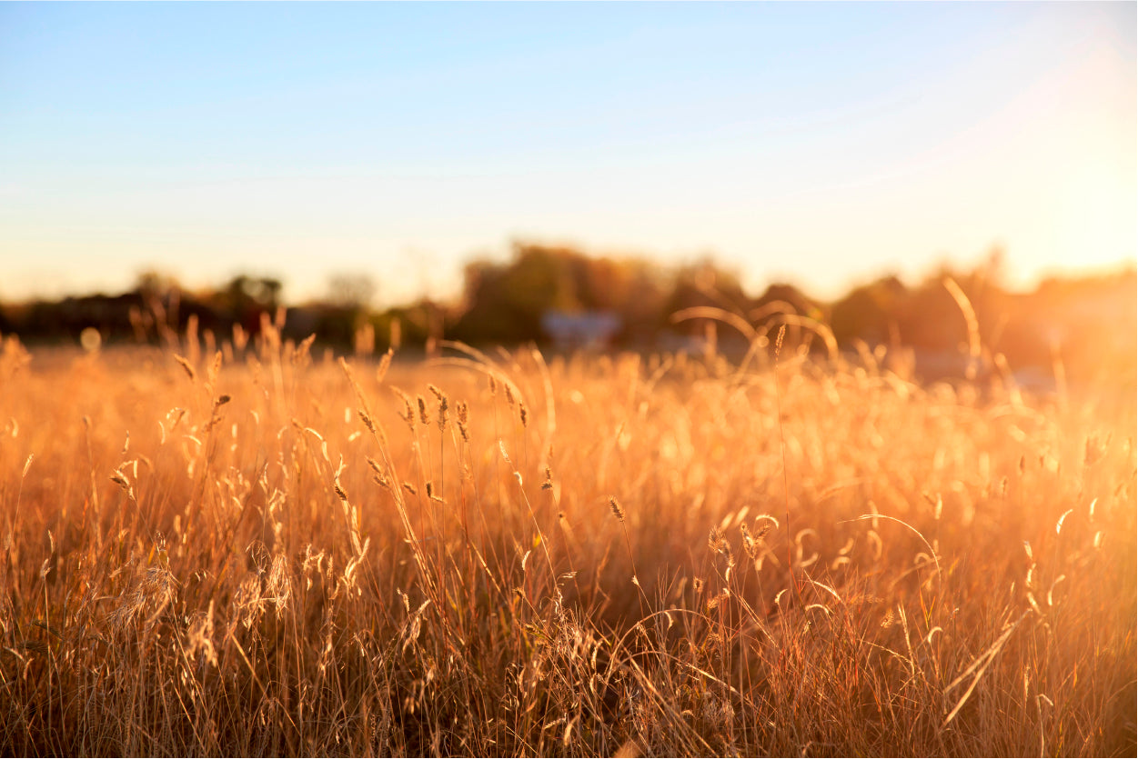 Foxtail Grass Field in the Morning Sun Home Decor Premium Quality Poster Print Choose Your Sizes