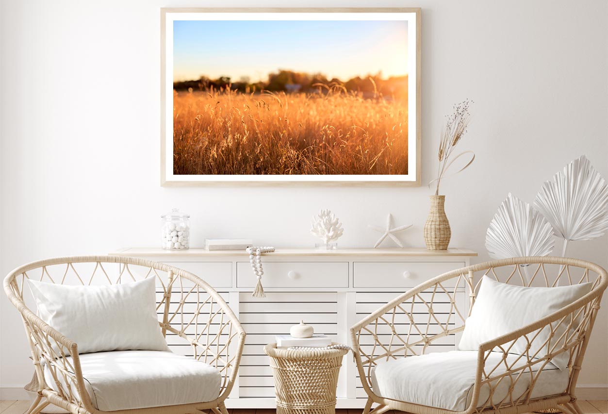 Foxtail Grass Field in the Morning Sun Home Decor Premium Quality Poster Print Choose Your Sizes