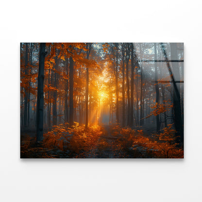 Autumn Forest in the Morning Acrylic Glass Print Tempered Glass Wall Art 100% Made in Australia Ready to Hang