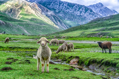 Sheep In Beautiful Mountain Glass Framed Wall Art, Ready to Hang Quality Print