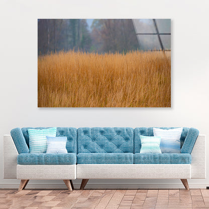 Dry Grass in the Forest in Cloudy Weather Background Acrylic Glass Print Tempered Glass Wall Art 100% Made in Australia Ready to Hang