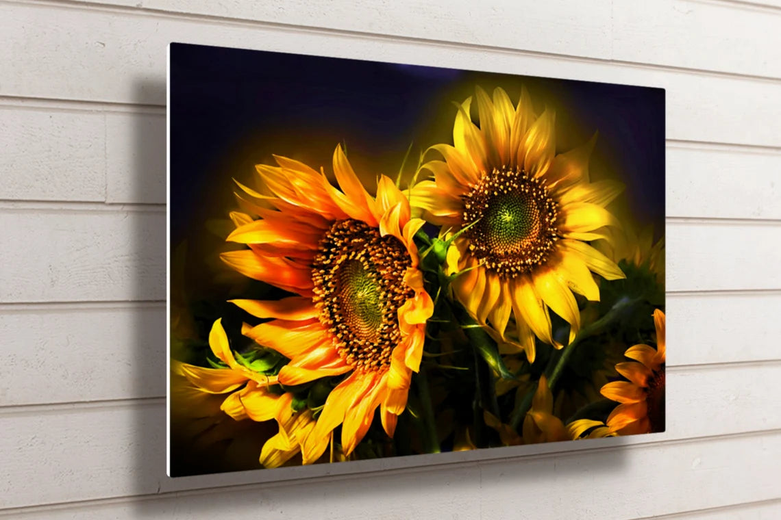 Sunflower Wall Art UV Direct Aluminum Print Australian Made Quality