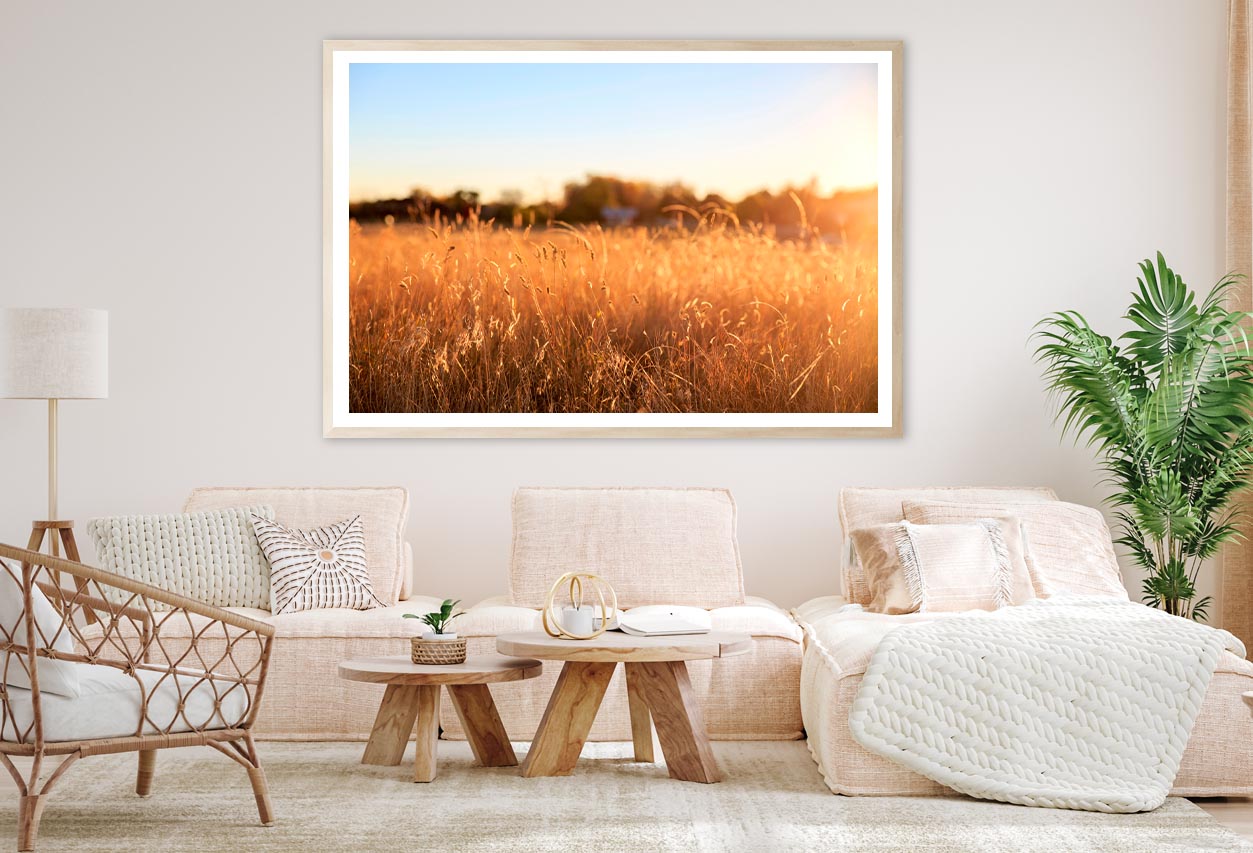 Foxtail Grass Field in the Morning Sun Home Decor Premium Quality Poster Print Choose Your Sizes