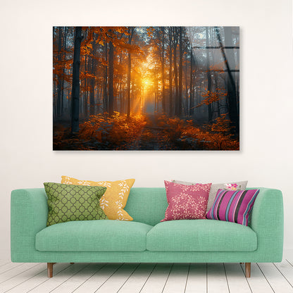 Autumn Forest in the Morning Acrylic Glass Print Tempered Glass Wall Art 100% Made in Australia Ready to Hang