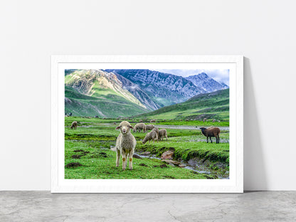 Sheep In Beautiful Mountain Glass Framed Wall Art, Ready to Hang Quality Print With White Border White