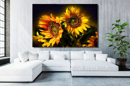 Sunflower Wall Art UV Direct Aluminum Print Australian Made Quality