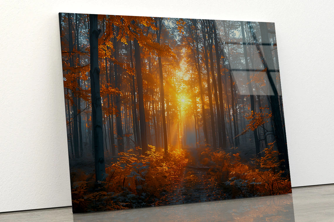 Autumn Forest in the Morning Acrylic Glass Print Tempered Glass Wall Art 100% Made in Australia Ready to Hang