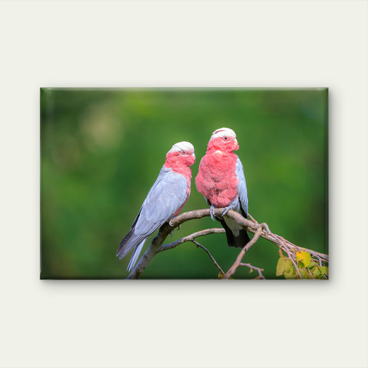 Rose Breasted Cockatoo Galah Australia Wall Art Decor 100% Australian Made