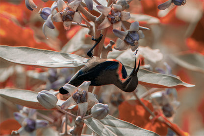 Sunbird Feeding Milkweed Flower Wall Art Decor 100% Australian Made