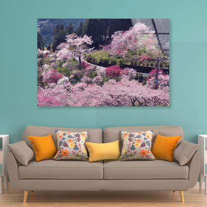 Beautiful Cherry Blossom in Japan Acrylic Glass Print Tempered Glass Wall Art 100% Made in Australia Ready to Hang