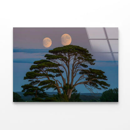 A Tree with the Moon in the Background Acrylic Glass Print Tempered Glass Wall Art 100% Made in Australia Ready to Hang