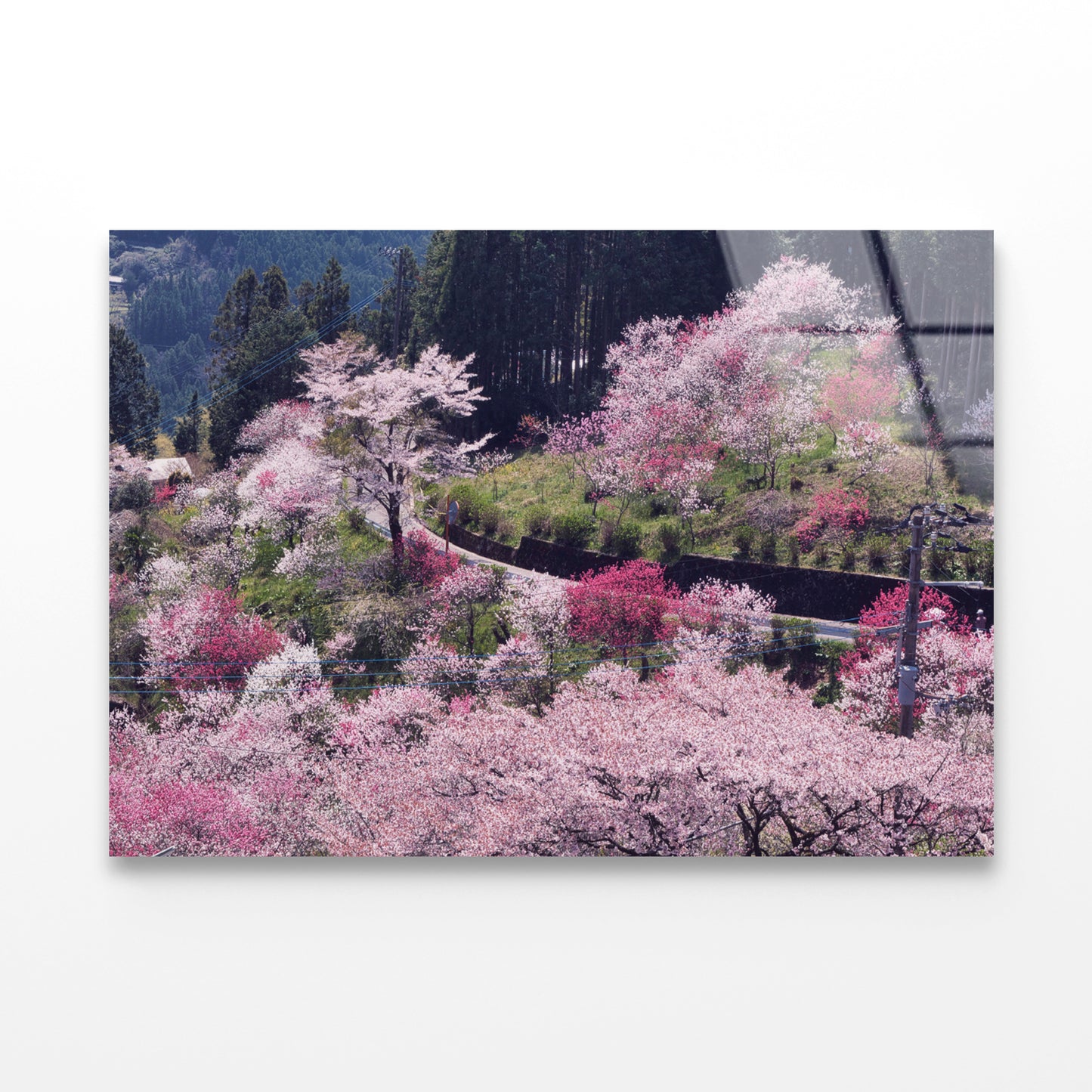 Beautiful Cherry Blossom in Japan Acrylic Glass Print Tempered Glass Wall Art 100% Made in Australia Ready to Hang