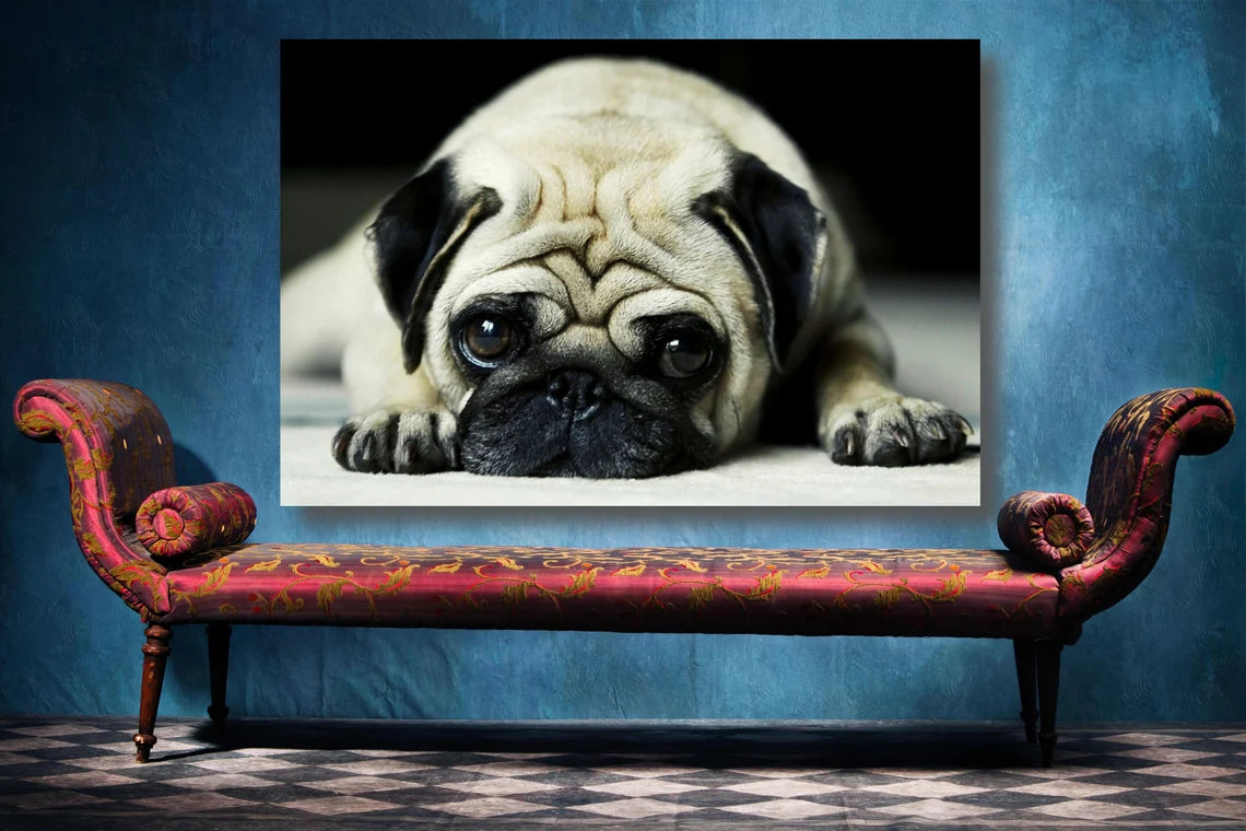 Pug Dog Wall Art UV Direct Aluminum Print Australian Made Quality