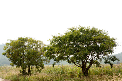 A Couple of Trees in the Grasslands under Sky Home Decor Premium Quality Poster Print Choose Your Sizes