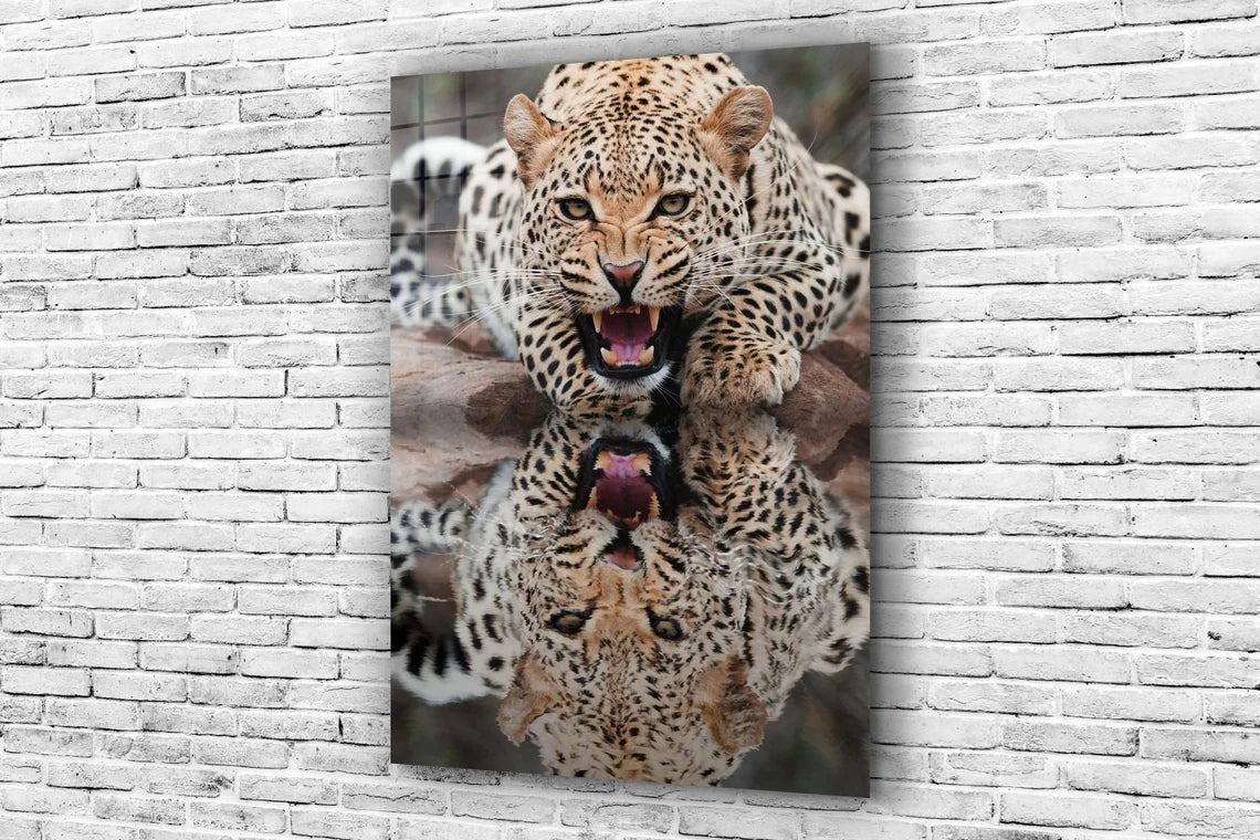 Leopard Reflect Water UV Direct Aluminum Print Australian Made Quality