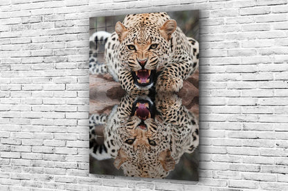 Leopard Reflect Water UV Direct Aluminum Print Australian Made Quality