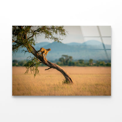 Cheetah Stands On Twisted Tree in Grassland Acrylic Glass Print Tempered Glass Wall Art 100% Made in Australia Ready to Hang