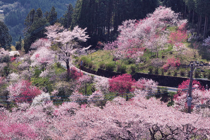 Beautiful Cherry Blossom in Japan Home Decor Premium Quality Poster Print Choose Your Sizes