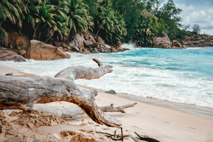 Rocks And Palm Trees Along the Shore, Seychelles Home Decor Premium Quality Poster Print Choose Your Sizes