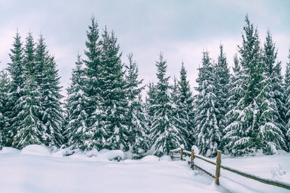 Snowy Pine Forest In The Mountain Glass Framed Wall Art, Ready to Hang Quality Print