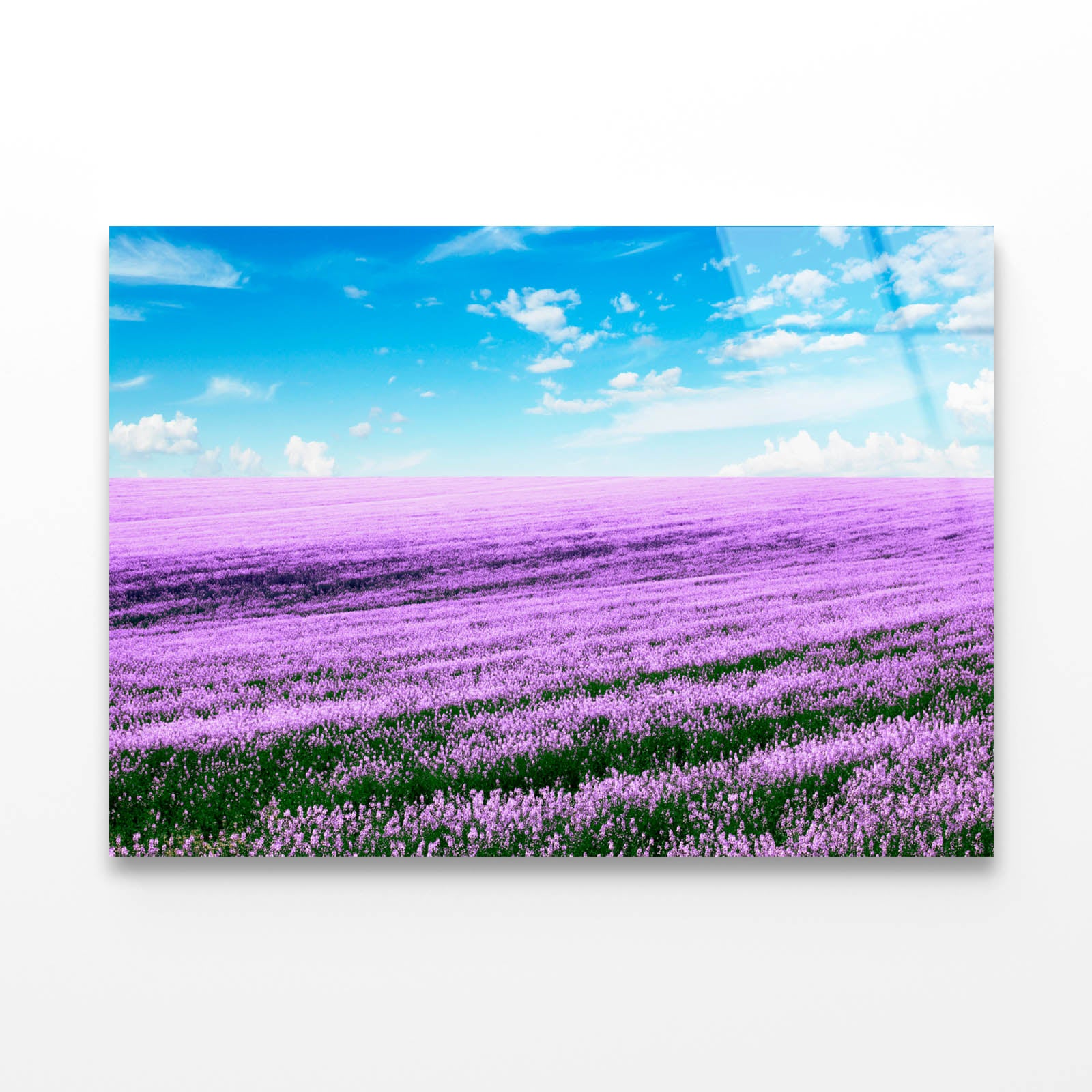 Spring Purple Flower Field Acrylic Glass Print Tempered Glass Wall Art 100% Made in Australia Ready to Hang