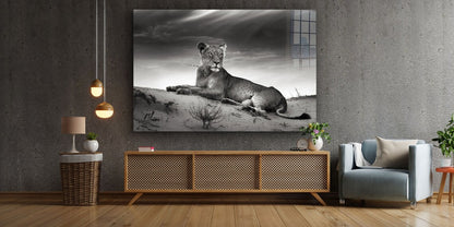 Lioness on Sand B&W UV Direct Aluminum Print Australian Made Quality