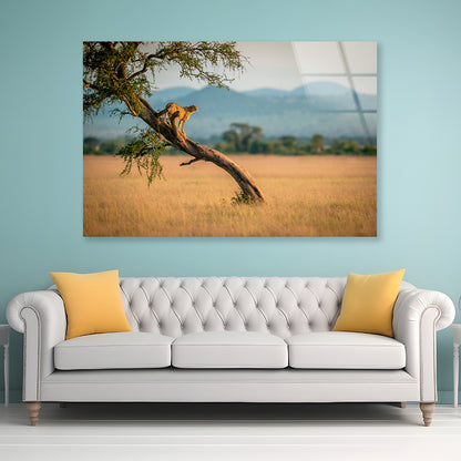 Cheetah Stands On Twisted Tree in Grassland Acrylic Glass Print Tempered Glass Wall Art 100% Made in Australia Ready to Hang