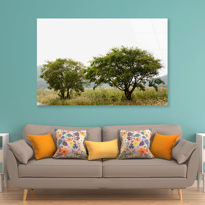 A Couple of Trees in the Grasslands under Sky Acrylic Glass Print Tempered Glass Wall Art 100% Made in Australia Ready to Hang