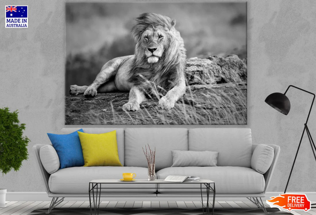 Lion Portrait B&W Photograph 90x60cm Print 100% Australian Made