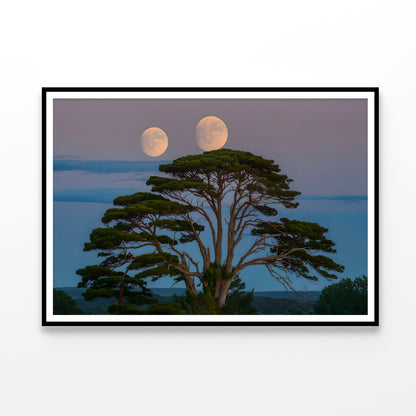 A Tree with the Moon in the Background Home Decor Premium Quality Poster Print Choose Your Sizes