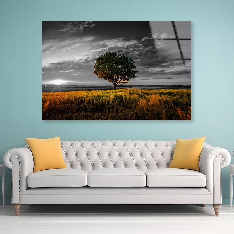 B&W Tree with Sunset Meadow Acrylic Glass Print Tempered Glass Wall Art 100% Made in Australia Ready to Hang