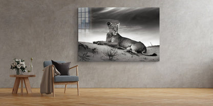 Lioness on Sand B&W UV Direct Aluminum Print Australian Made Quality