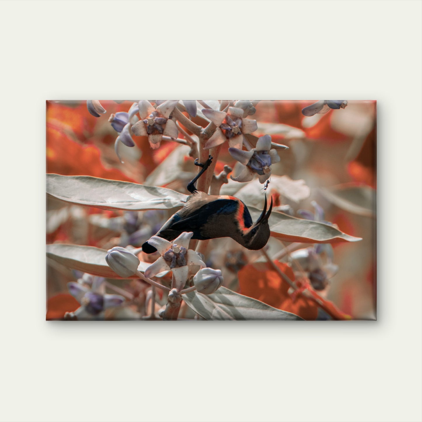 Sunbird Feeding Milkweed Flower Wall Art Decor 100% Australian Made