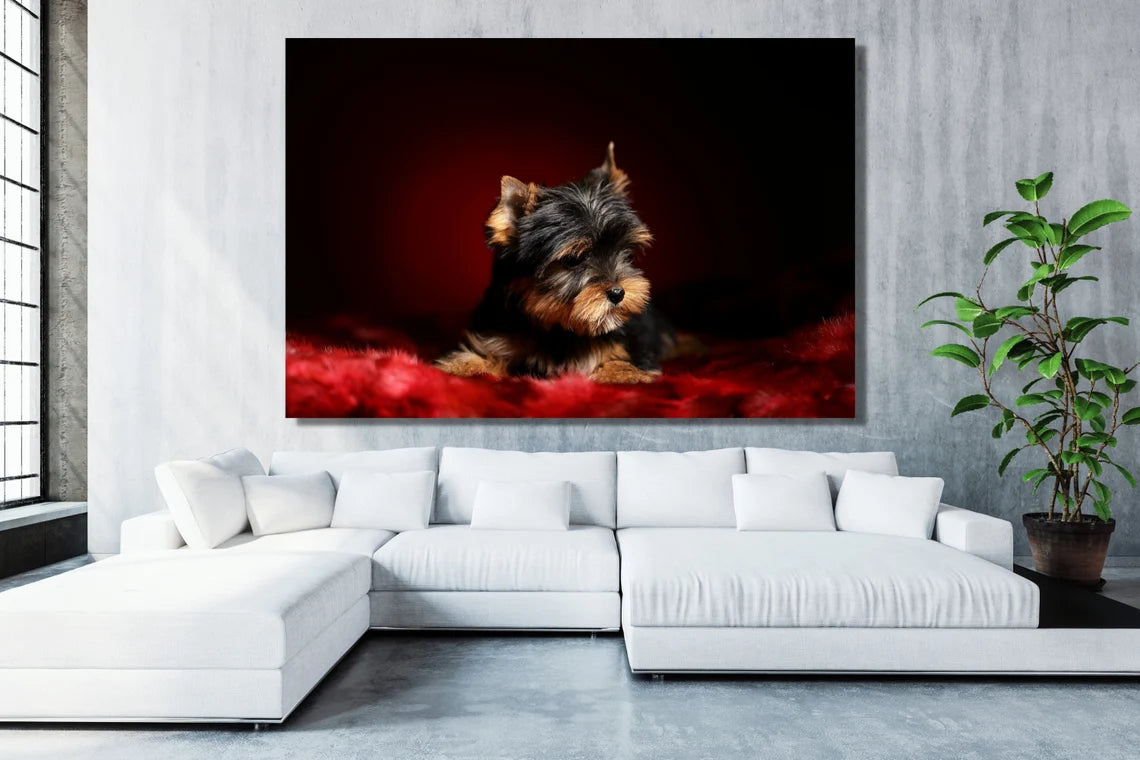 Yorkshire Terrier UV Direct Aluminum Print Australian Made Quality